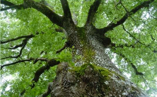 Images Sem in Tree