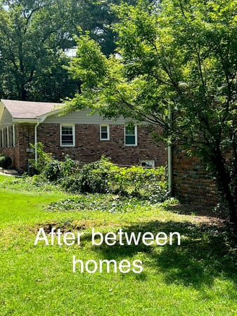 Images Owl Tree Experts