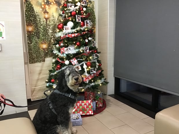Images VCA West Los Angeles Animal Hospital