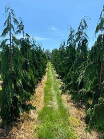 Images deWilde Wholesale Nurseries, Inc.