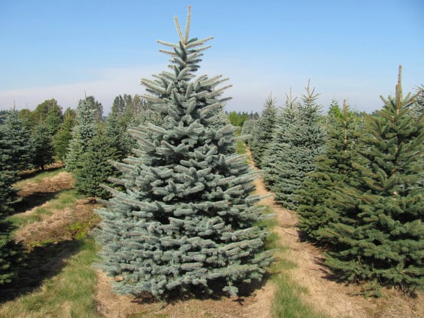 Images deWilde Wholesale Nurseries, Inc.