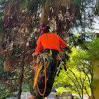 Images Alexa's Tree Service