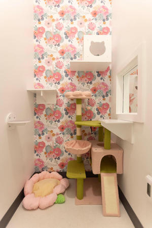 Images Cozy Cat Suites