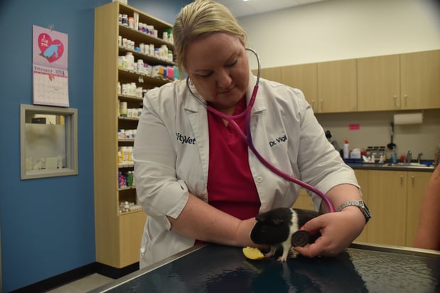 Images CityVet Veterinary Clinic & Urgent Care