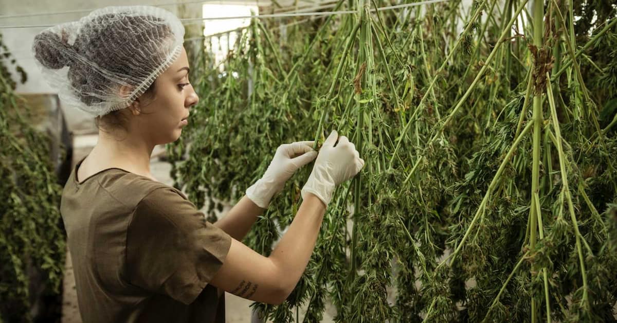 Cannabis Cultivators Workplace Safety Training and Programs