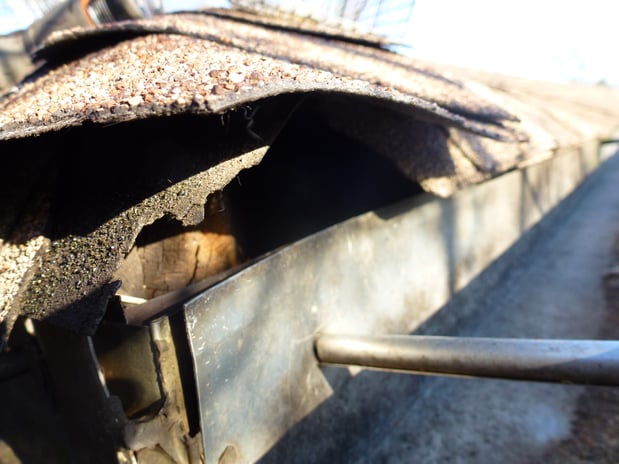 Images Loves Wildlife Removal and Pest Control