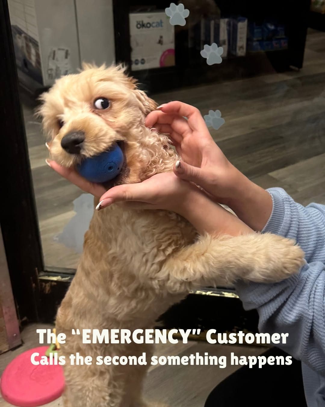 Our dogs have VERY different personalities, so naturally, they have different insurance personalitie 