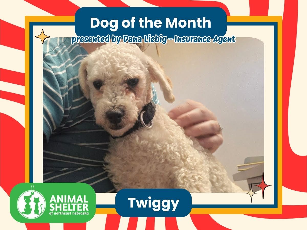 Meet our Dog of the Month, Twiggy! At 3 years and 7 months old, this shy mini Poodle just wants to cuddle on your lap. He is dog-friendly, maybe cat-friendly, and needs some training. Like a good neighbor, Twiggy is there for you! Twiggy is available for adoption at Animal Shelter of Northeast Nebraska