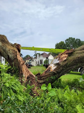 Images Green Leaf Tree Service