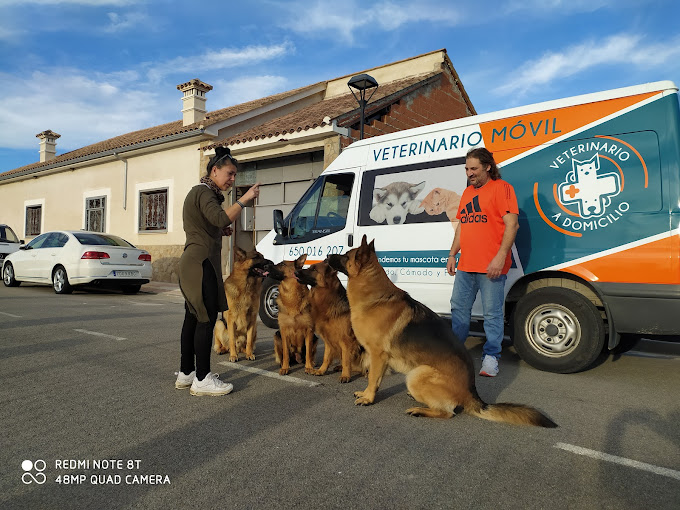 Images Veterinario A Domicilio