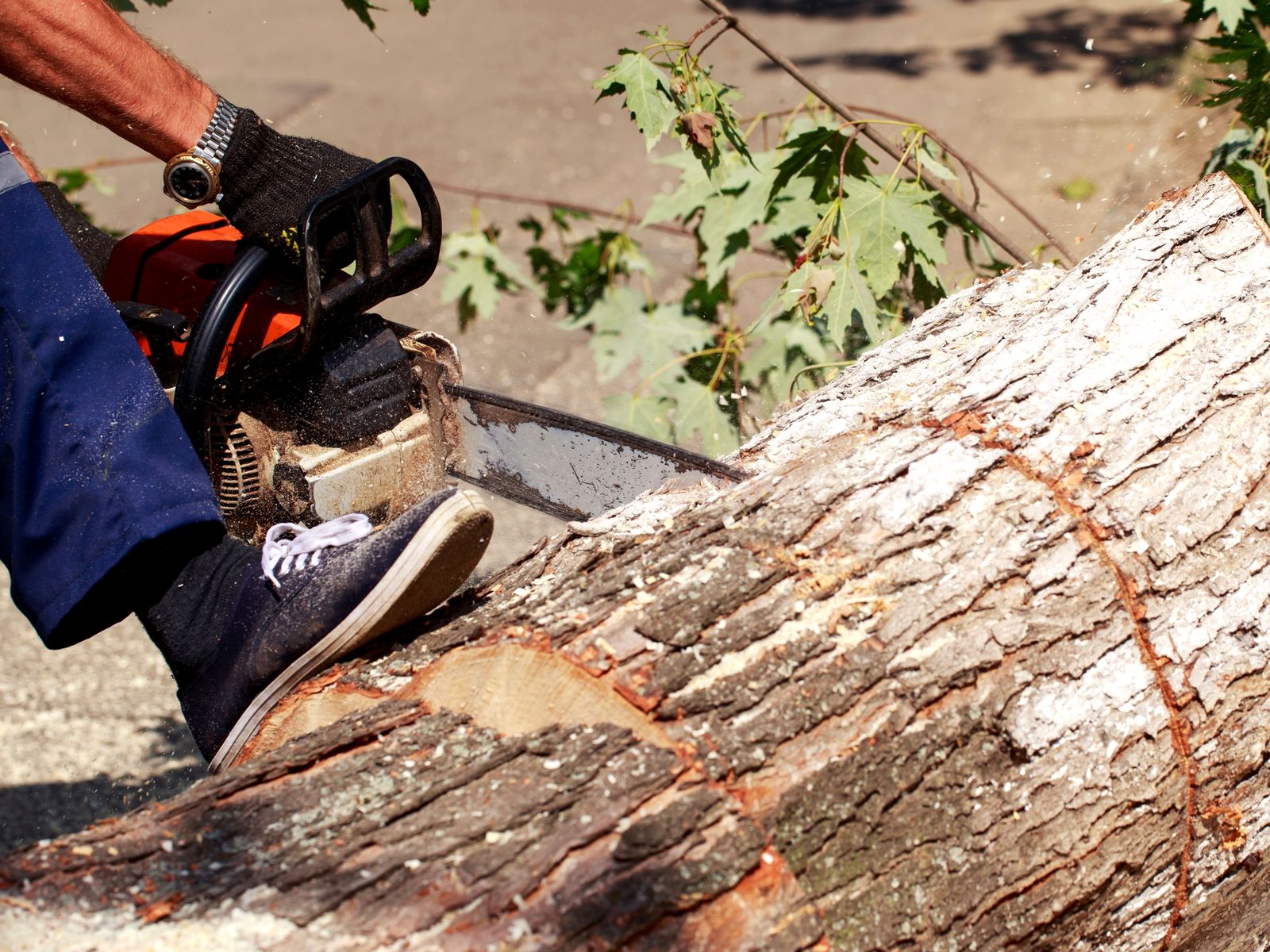 Johnson Tree Co