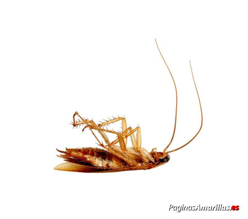 Images A.C. Plagues Urbanes