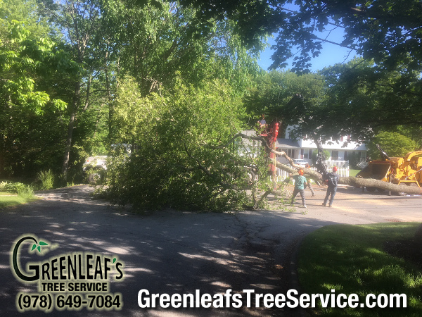 Greenleaf's Tree Service Photo