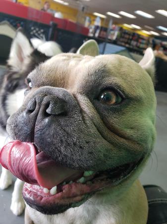 Images Highland Pets