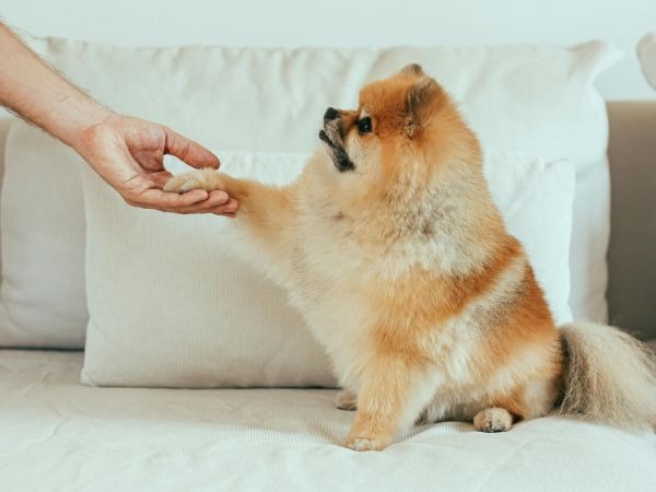 Images My Pet Dog トリミングルーム