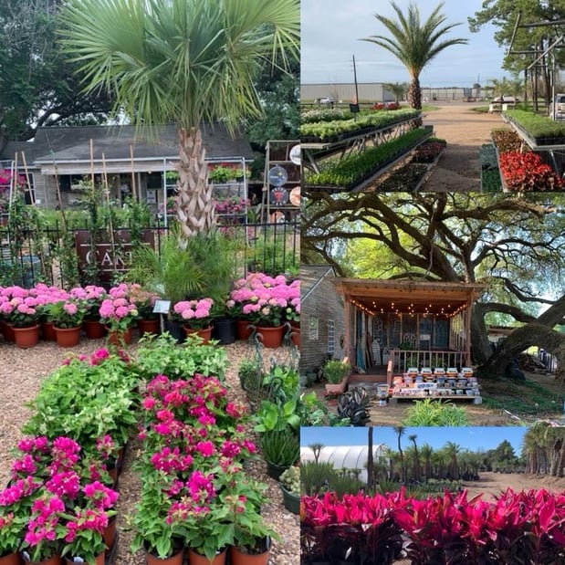 Images Rosehill Palms Landscaping & Garden Center