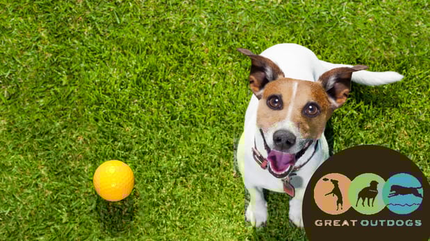 Images Great Outdogs