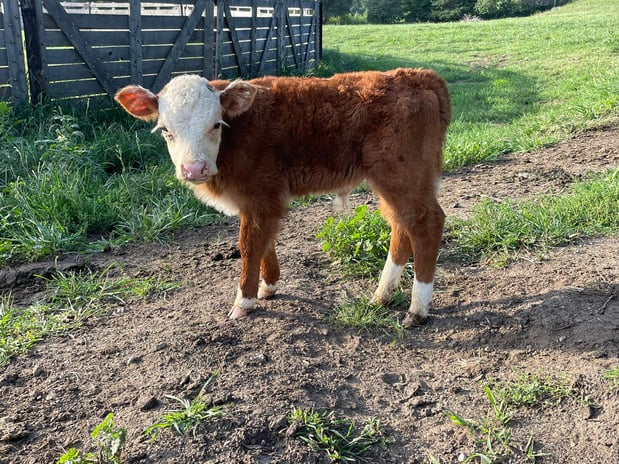 Images KP Ranch