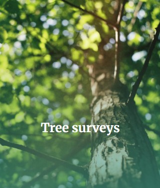 Advanced Tree and Environmental Consultancy 2