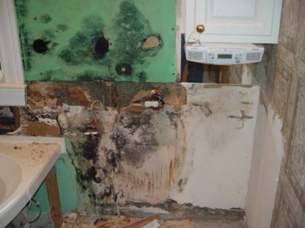 Images Advanced Mold Detection Services