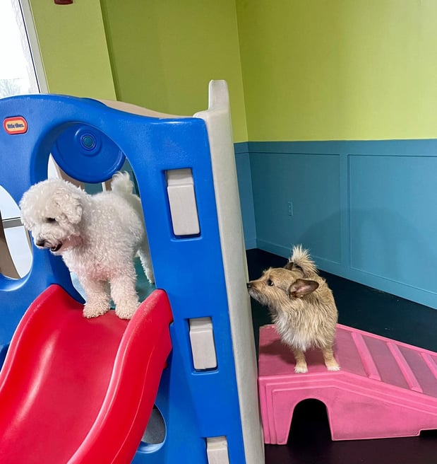 Images Bark & Roll