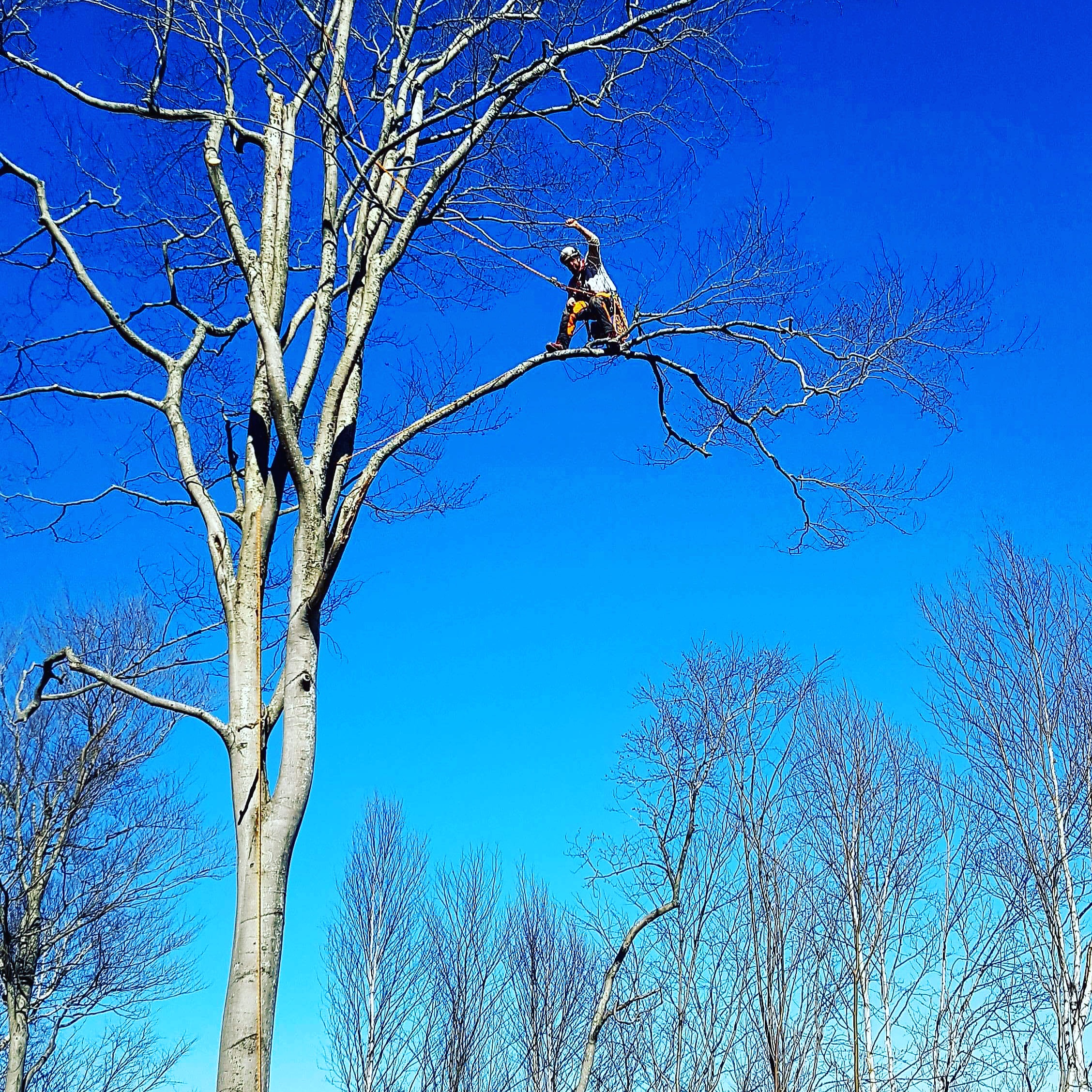 Images Élagage Frère d'Arbres