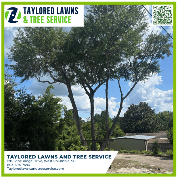 Images Taylored Lawns & Tree Service
