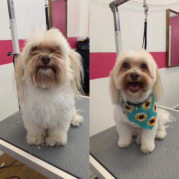 Images Woof Gang Bakery & Grooming Sarasota