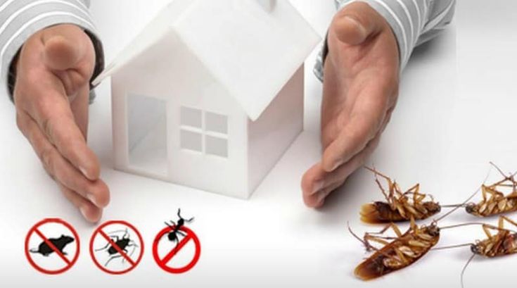 Images Hometown Pest & Termites
