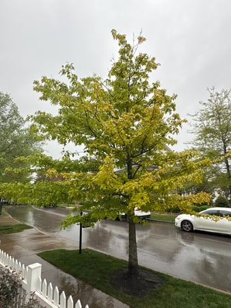 Images Tree Masters of Tennessee