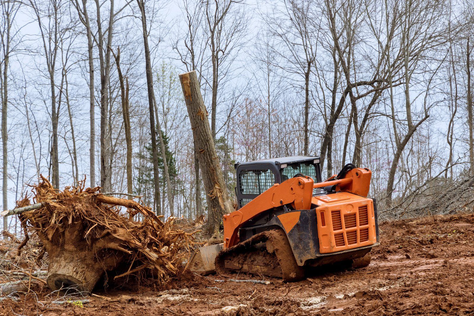Skid steer loader removing large tree roots during land clearing operations. Equipment is used for site preparation, grading, and clearing debris, making land ready for construction, landscaping, or development projects in residential and commercial areas.