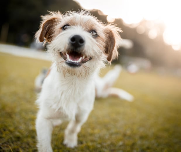 Images Great Outdogs