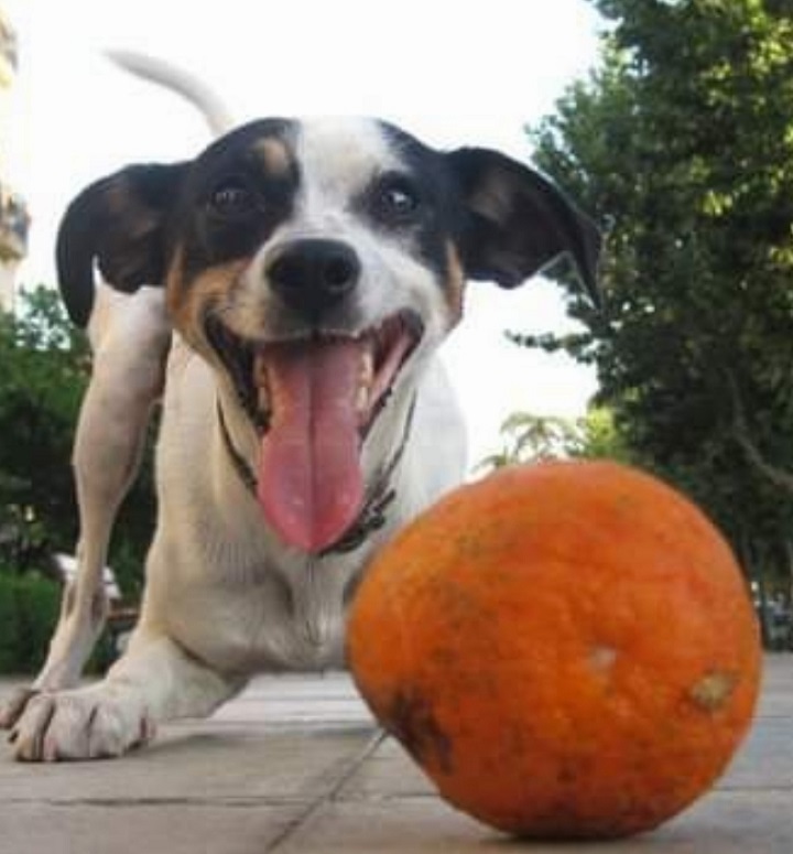 Images OCAN educación y actividades caninas