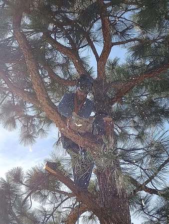 Images Central Colorado Tree Service