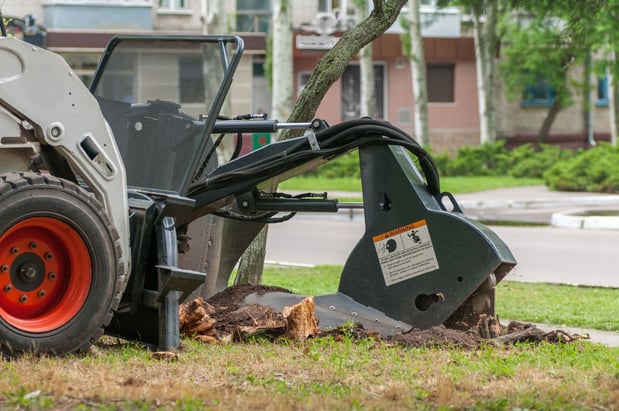 Images Vega's Tree Service