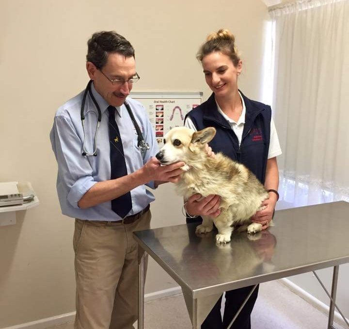 Images Glenvale Veterinary Clinic