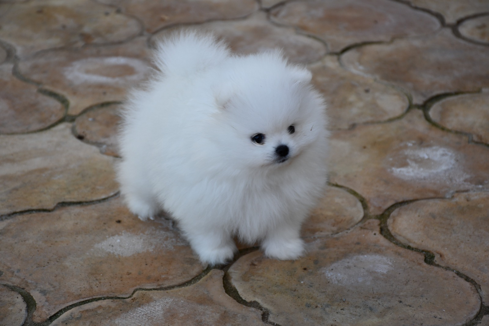 Images Olimpo De Zeus