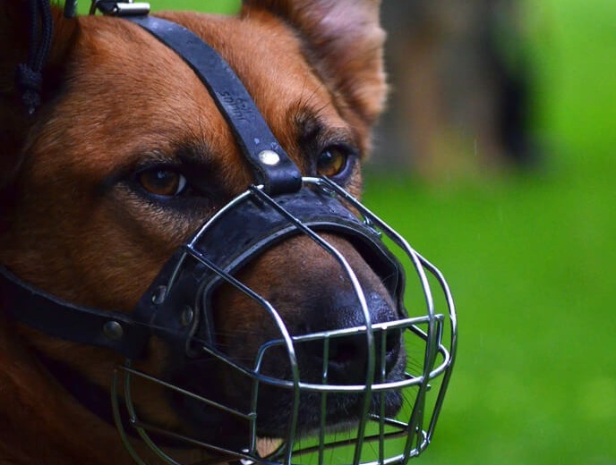 Bilder Hundeschule Wauschlau
