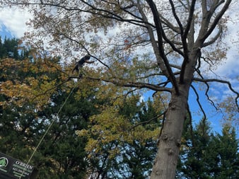 Images O'Brien Outdoors Tree Service