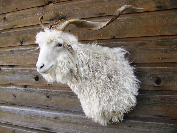 Images Safari Life Taxidermy