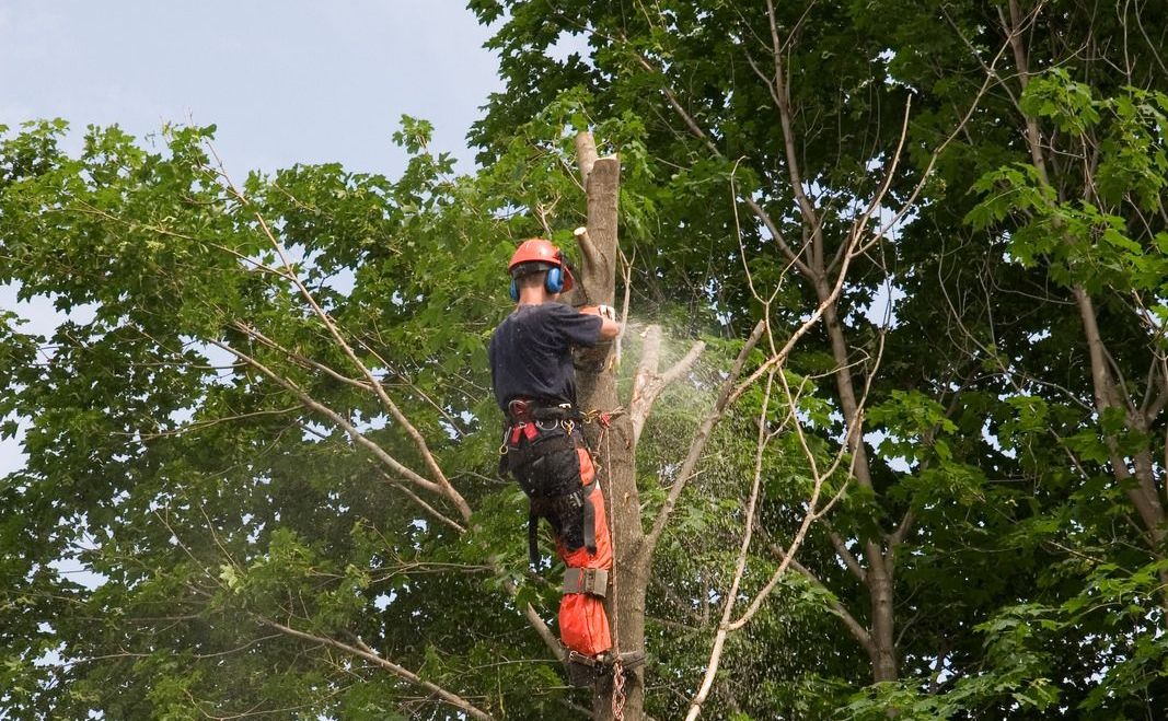 An arborist, harnessed and wearing a red hard hat, is high in a tree, using a chainsaw to remove a section of the trunk. Wood chips are visibly flying as they work against a clear sky.