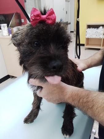 Images Well Groomed Pets McAllen
