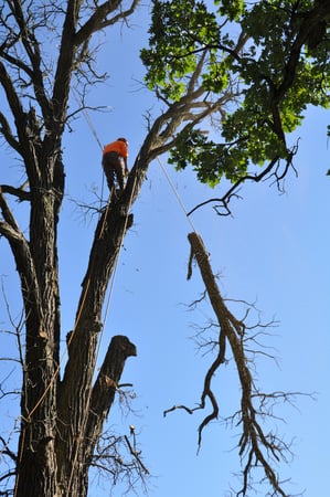 Images Gabriel's Tree Care Company Inc