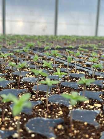 Images Wholesale Hemp Farms