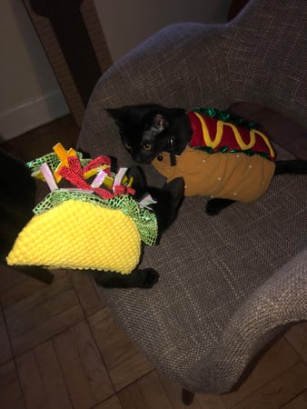 Images Melrose La Brea Animal Hospital