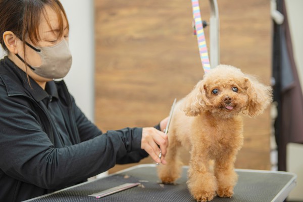 Images DogSalon Rwan