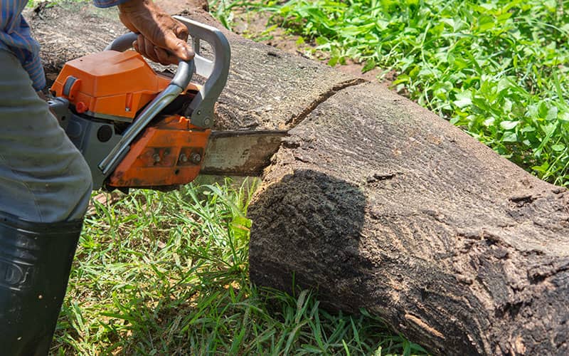 Bild 4 Baumpflege Eifler in Mülheim-Kärlich
