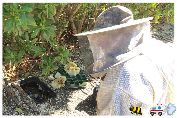 Images A Team Wildlife Removal & Bee Removal Miami
