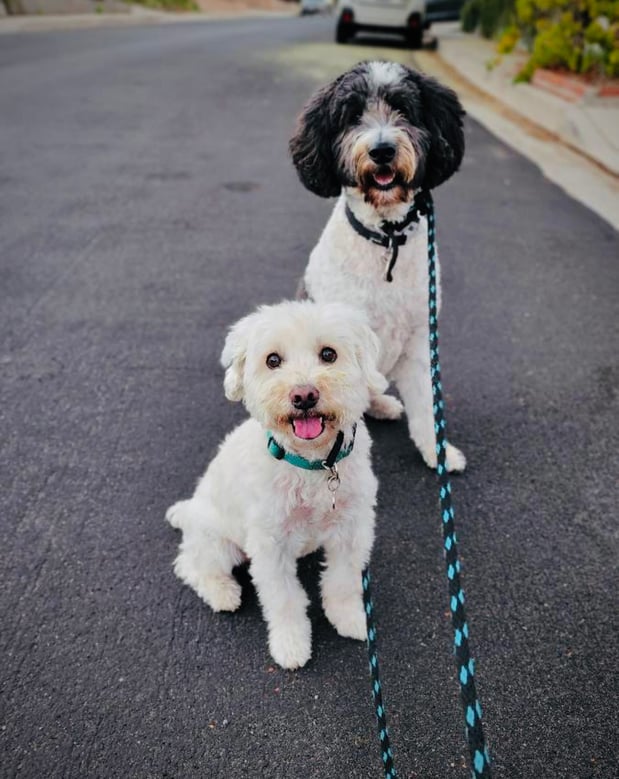 Images Fetch! Pet Care of Dallas