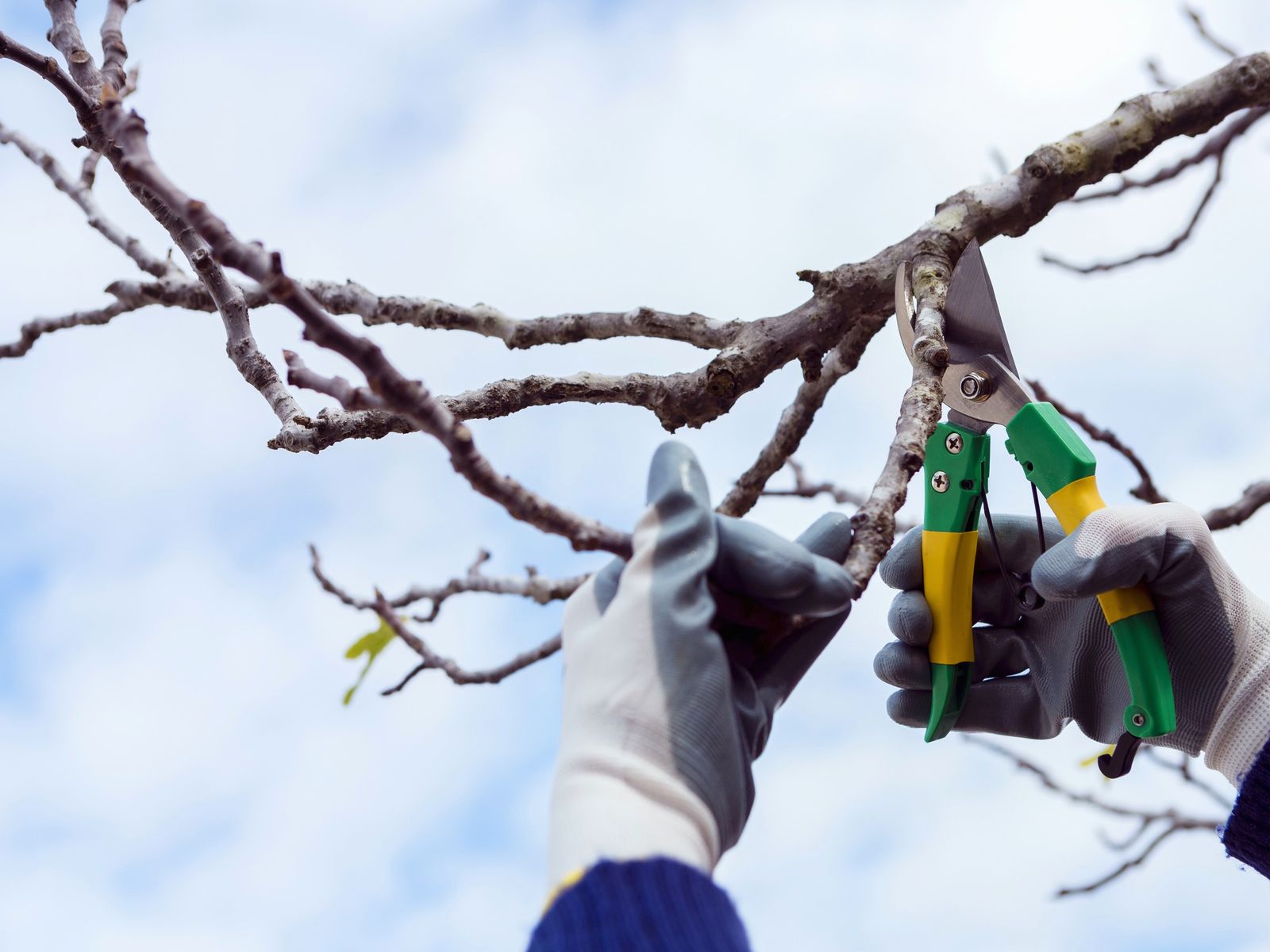 Perez tree service